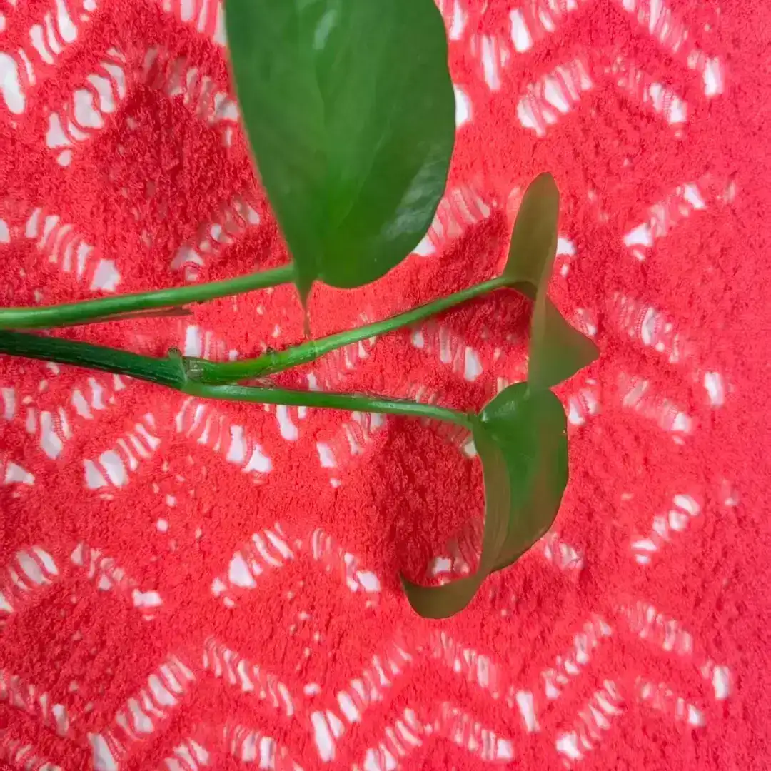 China Yarn for Ladies Vest (Sweater),Men’s Vest (Sweater),Open Cardigan (Sweater),Full-Zipper Cardigan (Sweater),Half-Zipper Cardigan (Sweater),Shirt Long Sleeve Button (Sweater),Shirt Long Sleeve Zipper (Sweater),Shirt Half Sleeve Button (Sweater) Tubular Tape Yarn Fancy Yarn Nylon Acrylic 橘色（orange） color buy from China wholesaler bulk order at wholesale price free worldwide shipping Alibaba